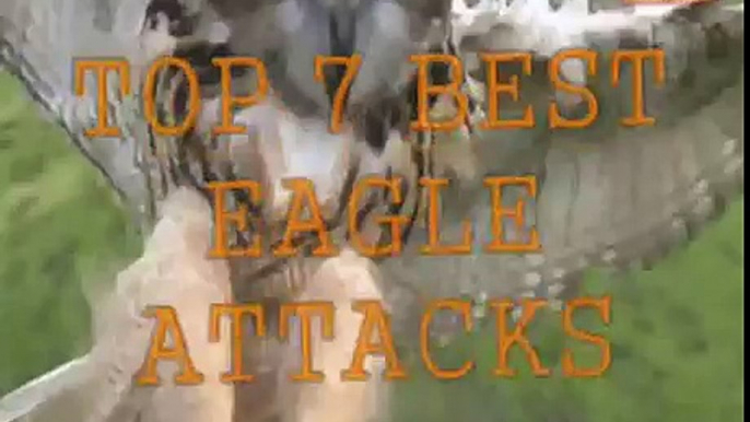 Top 7 Best Eagle Attacks (GRIZZLY,KANGAROO...& MAN) HD