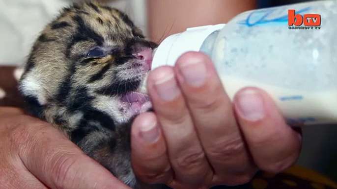 Cute Endangered Leopard Cub Hand Reared In Florida Zoo