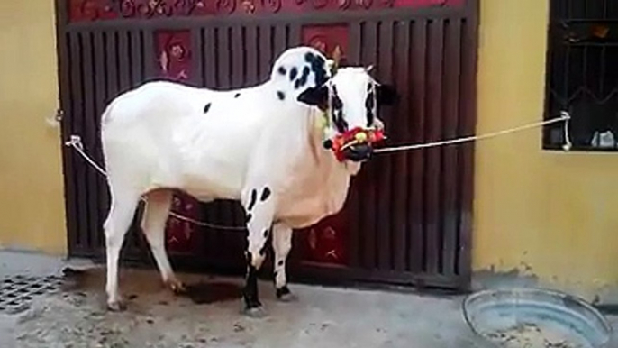 Dangerous __ Beautiful Cow Qurbani __ Eid ul azha 2014 __ HD ✔