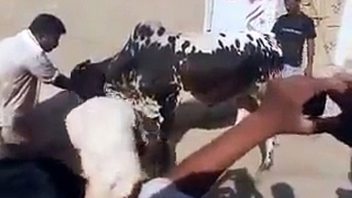 Powerful Cow Qurbani and People Affraid from  - 2014 Eid Ul Azha Funny