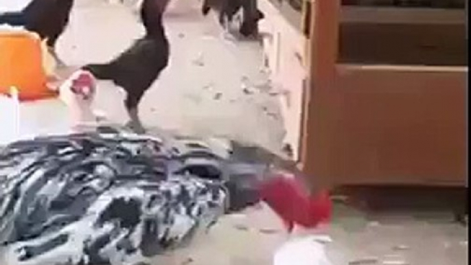 Hens Fight  you never seen