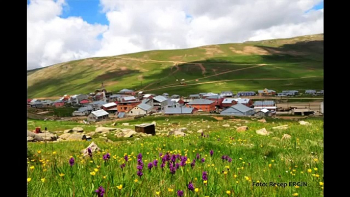 Şeftali Ağaçları (Tinimini Hanım)