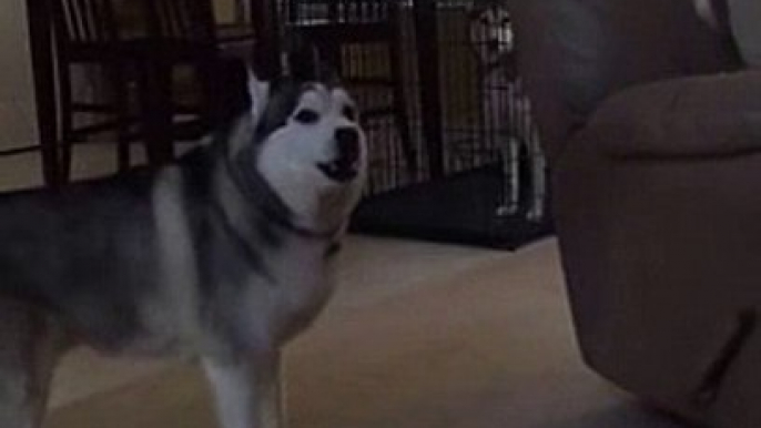 Husky pleading for an early release from jail crate