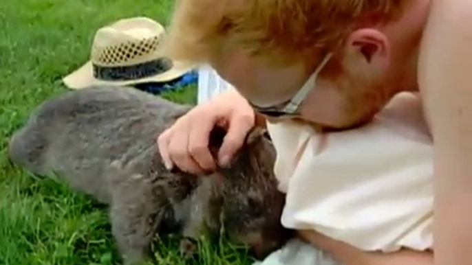 Chubby wombat loves tummy rubs