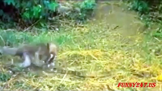 Snake And Monkey Fight