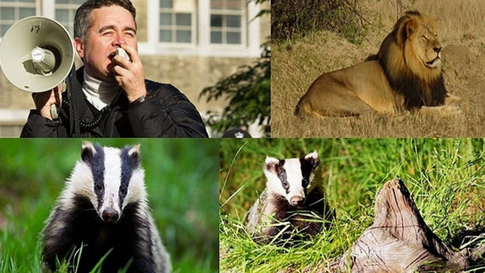 BBC Radio 5 Live Sunday Breakfast 27Dec15 on trophy hunting & the badger cull