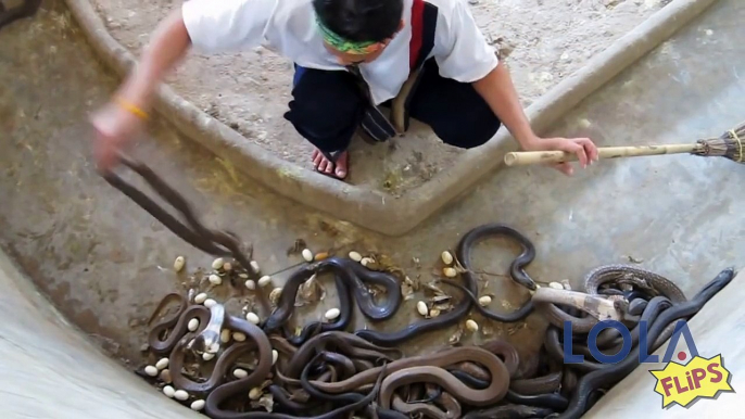 Man Gets Far Too Close to These Angry Snakes!