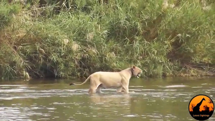 Lioness Reacts To A Crocodile Taking Her Cub - Latest Sightings