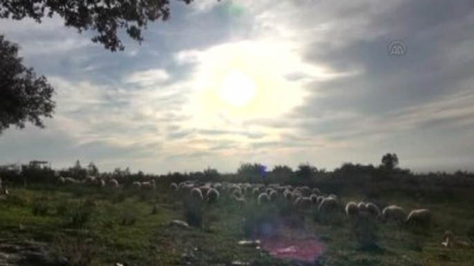 AK Parti Aydın Milletvekili Öz, Çobana Verdiği Sözü Tuttu