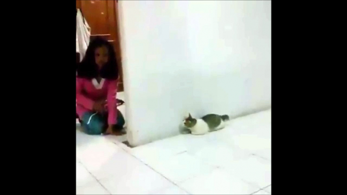 Un chat effrayé pendant une partie de cache-cache... Hilarant