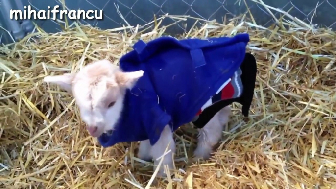 Cute Baby Goats - A Cute And Funny Baby Goats Compilation _ NEW HD