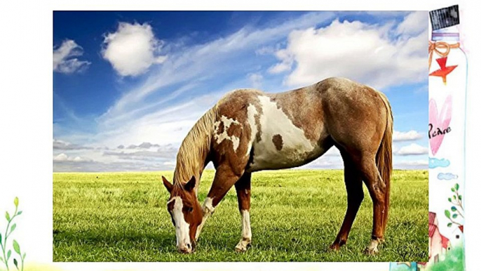 Horses 0001 Modern Wall Mural Wallpaper Art Photo 245 x 360cm.