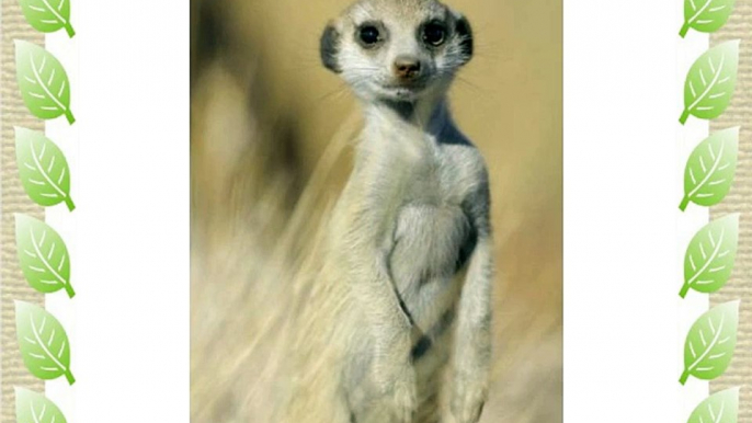 Meerkat (Suricata suricatta) standing on guar - 30 x 20in Canvas Print - Framed and ready to