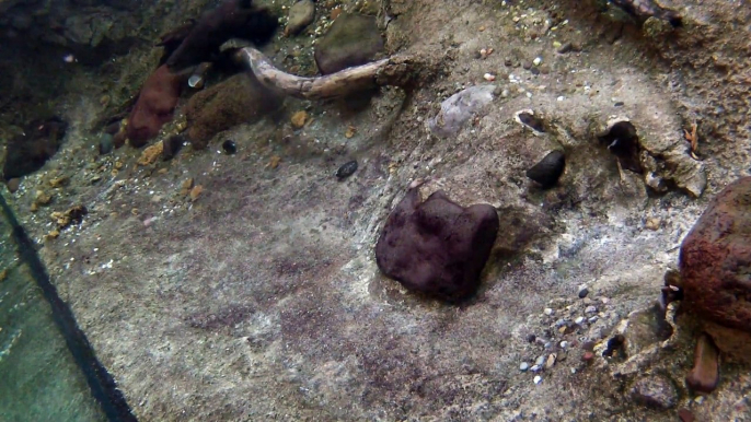 Underwater Otters   Houston Zoo Releases Sea Turtles in Galveston Bay