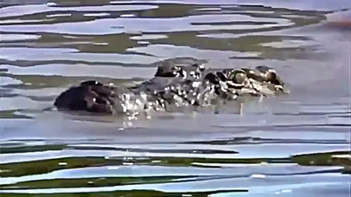 Lion Vs Crocodile   Battle of Lions and Crocodiles In Water   EXCLUSIVE.