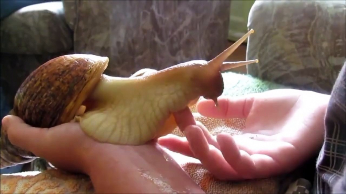 Some pettings on a giant snail - Best pet ever