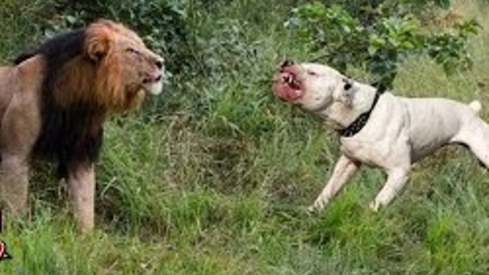 Wild animals hunting dog Pit bull vs tiger Leopard attack guard dogs Mountain lion vs dog