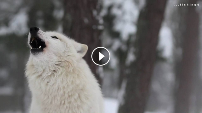 Howling Wolves - White Arctic Pack of Wolves howling