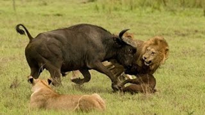 Discovery wild animals The Lion Army Discovery channel documentary films HD