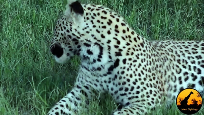 Monitor Lizard Tries To Give a Leopard a Slap - Latest Wildlife Sightings