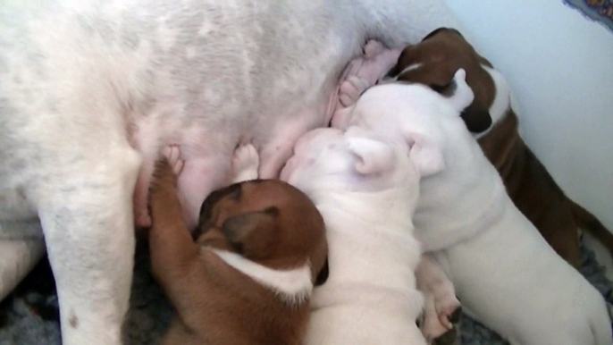 19ème vidéo La tétée avec les chiots de la 23ème portée de STAFFORDLAND