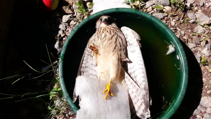 Ce faucon prend un bain et il a l'air d'aimer ça... Trop mignon