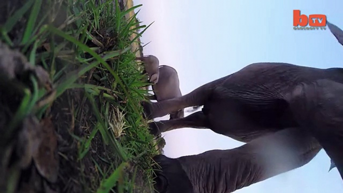 Caught On Camera Elephant Stomps GoPro-copypasteads.com