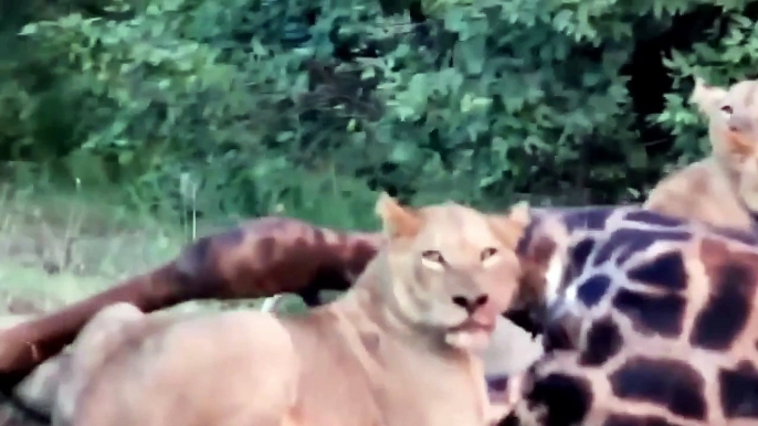 Lion's Pride Kill and Feast on a Giraffe