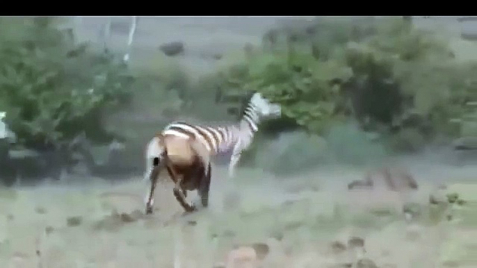 NEW 2015   Angry Zebra Attack Lion - Wild Animals Attack - Video HD