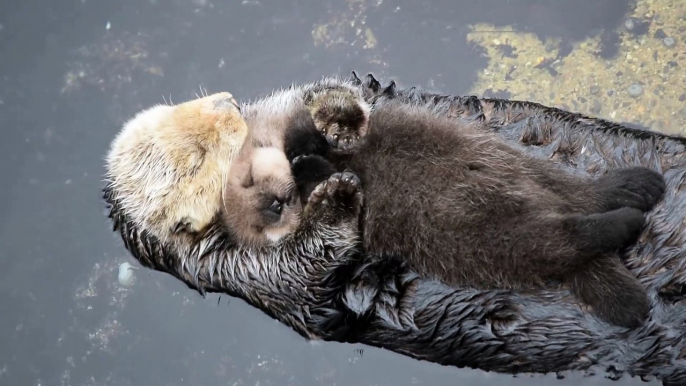 Ce bébé loutre dort tranquillement sur le ventre de maman