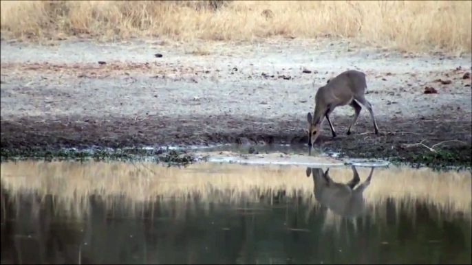 Antelope Formitably Escapes From The Jaws Of Monstrous Crocodile