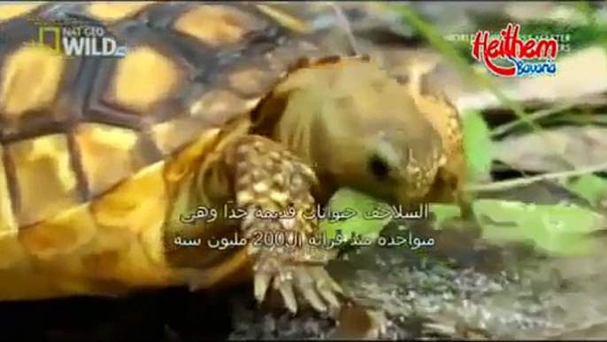 ANIMAL SMUGGLERS WORLD'S WEIRDEST ANIMAL SMUGGLERS.المهربين. أغرب حيوان