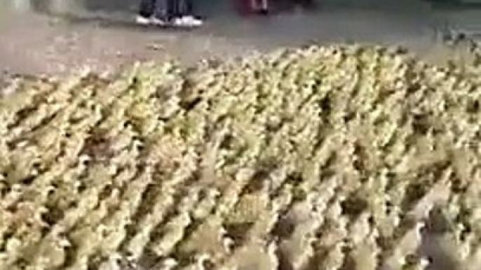 5,000 Ducklings rush to a pond for a Swim