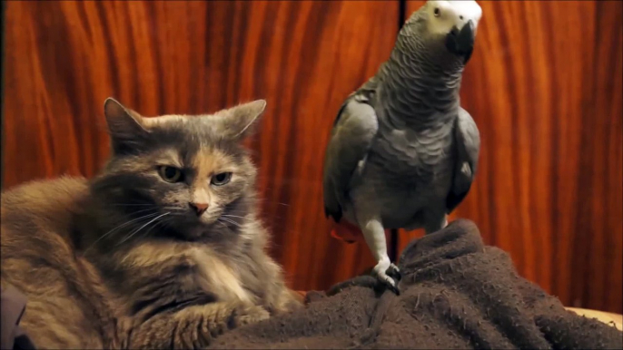 Parrot annoys cat