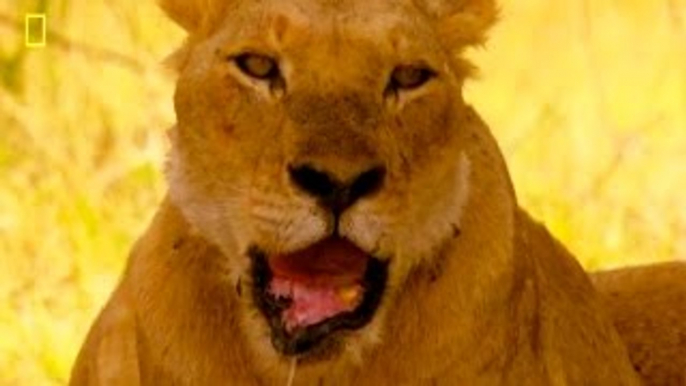 Lion Video National Geographic Broken Jaw Lioness SURVIVES!!!! {MIND BLOWING!}