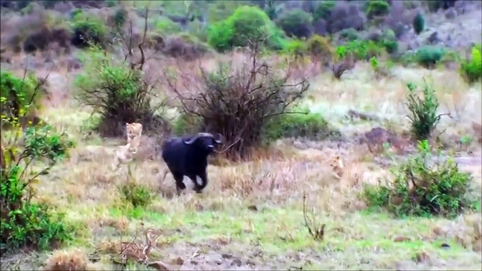 Herd of Cape Buffalo Strike back at Lions to Rescue