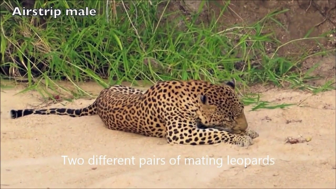 Mating Leopards With Different Sex Position