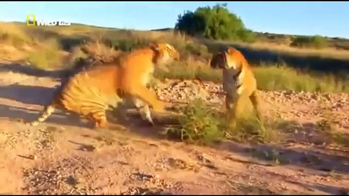 FIGHTS Maasai and Lions death in the Savannah