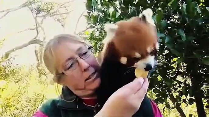 Funny red panda compilation