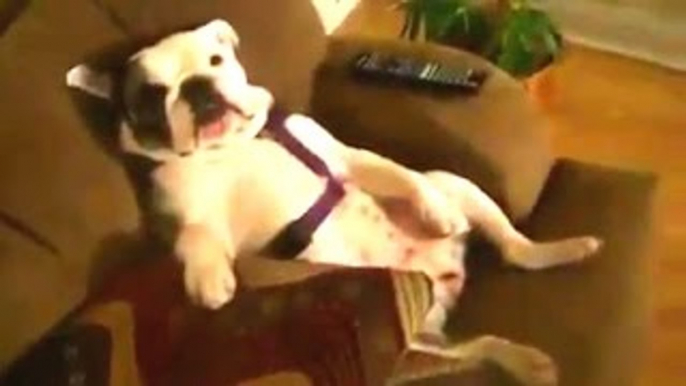 Nuovo Divertente Bulldog Video Compilation 2022-2023