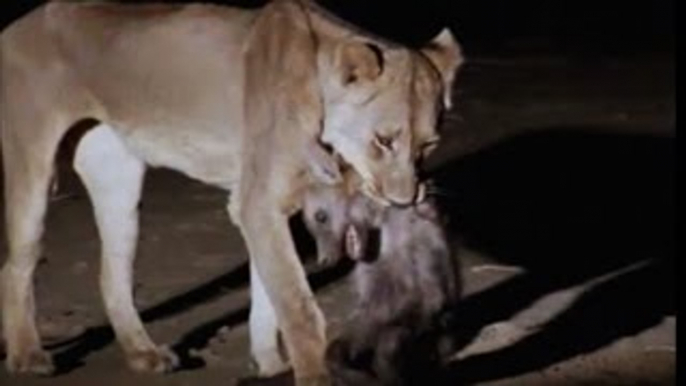 Lion Documentary National Geographic FULL LION ATTACKS Buffalo & Hyena under Threat [Class