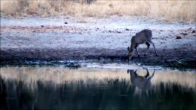 Antelope Escapes From The Jaws Of Monstrous Crocodile 巨大なワニのジョーからアンテロープエスケープ