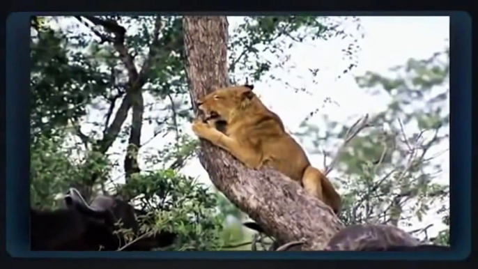 lion vs crocodile vs buffalo. Battle at Kruger - 狮子VS鳄鱼VS水牛视频
