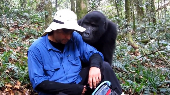 A close Interaction With a Wild Gorilla Priceless Reaction