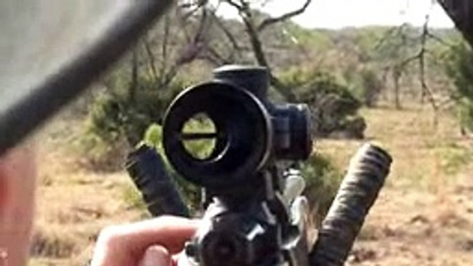 Motsomi Safaris South Africa Rifle Hunting of Lion Ginny