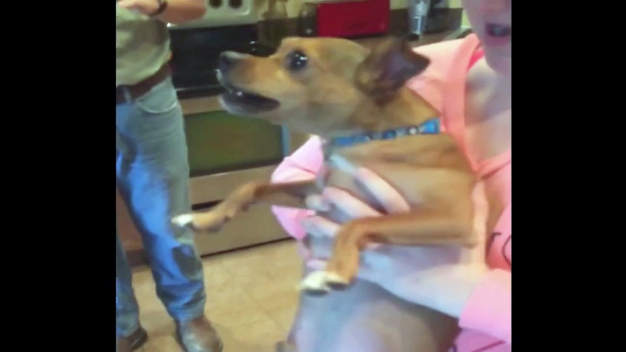 Dog Barks at Mounted Deer Head