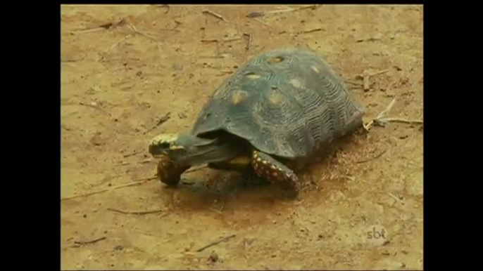 Animais silvestres que passaram por tratamento voltam à natureza