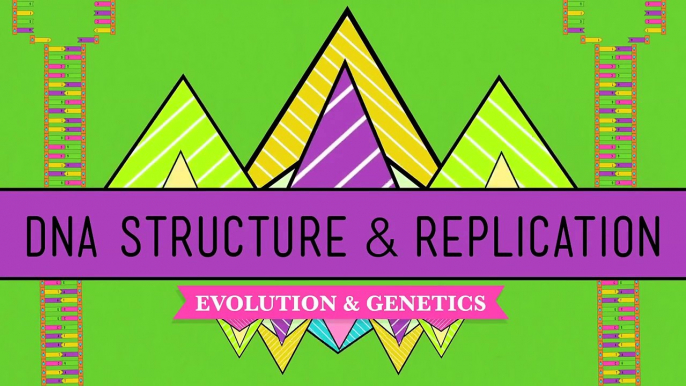 DNA Structure and Replication Crash Course Biology #10