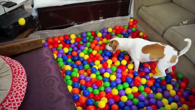 Best Dog Birthday Surprise- DIY Ball Pit for Maymo