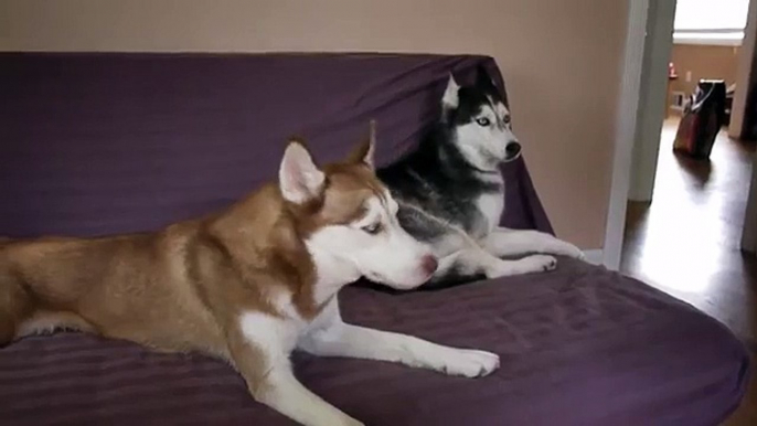 Il papà dice che preparerà patate per cena: Ma guardate la reazione del Husky…